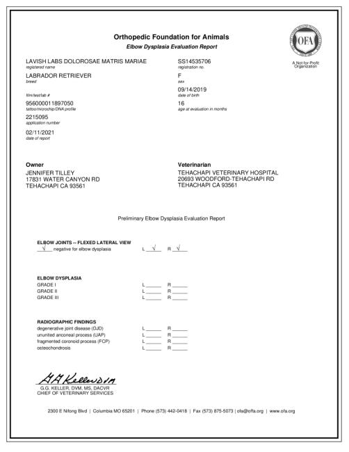 LAVISH LABS DOLOROSAE MATRIS MARIAE ELBOW 02 04 2021 ELBOW
