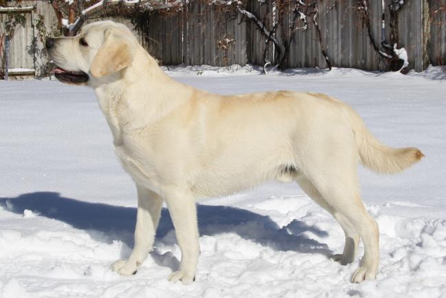 Flame 13 mnths 6