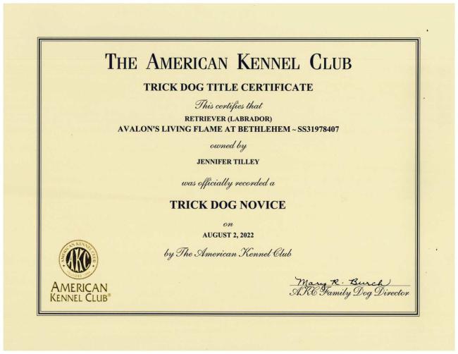 Flames Trick Dog Novice Certificate