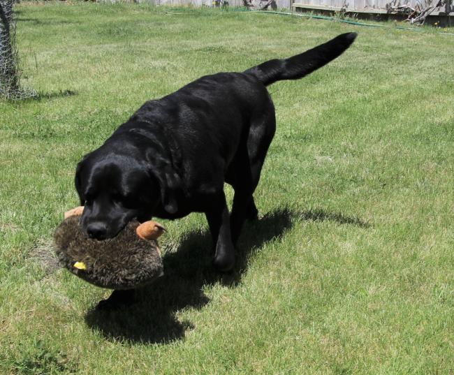 Nico Retrieving 2