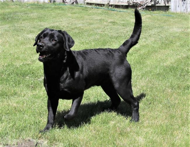 Nico Retrieving 3