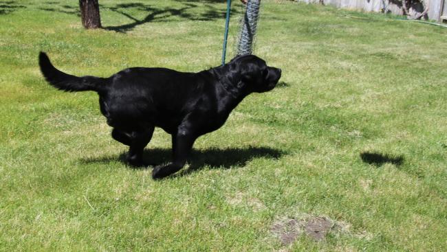 Nico Retrieving