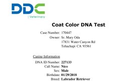 Nicos-DD-Clear-of-Dilute-Gene-Test_Page_1