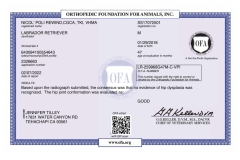 Nicos-OFA-Hip-Certificate_GOOD